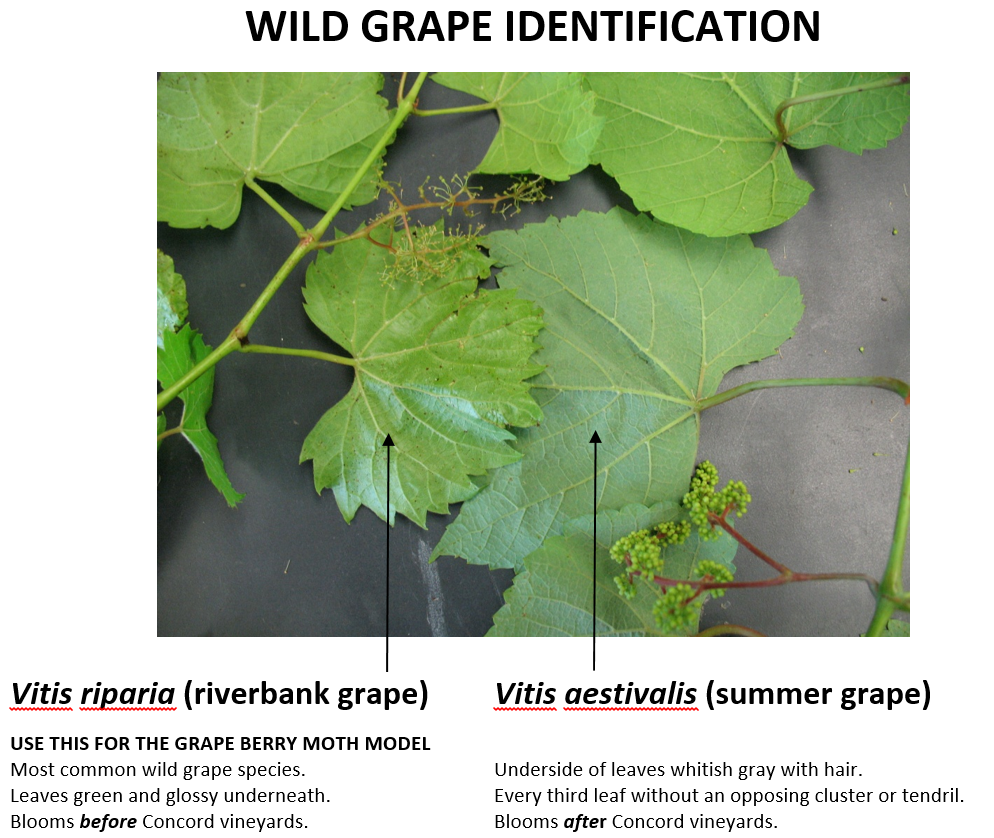 Wild Grape Identification